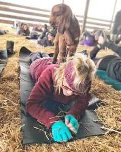 Goats Climbing Yoga