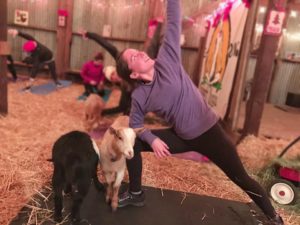 Goats Love Yoga