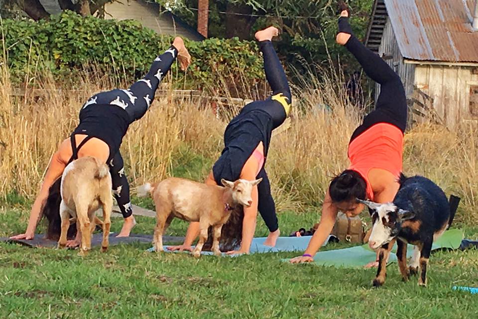 14502789_575890162599444_2745474437768880880_n