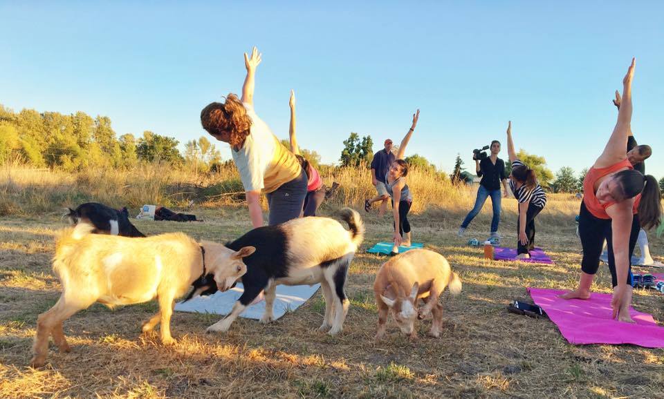 14322228_560879667433827_4951746259415956354_n