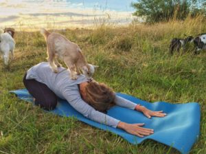 Goat Yoga Central | The Original Goat Yoga