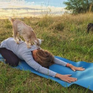 Goat Yoga Central | The Original Goat Yoga
