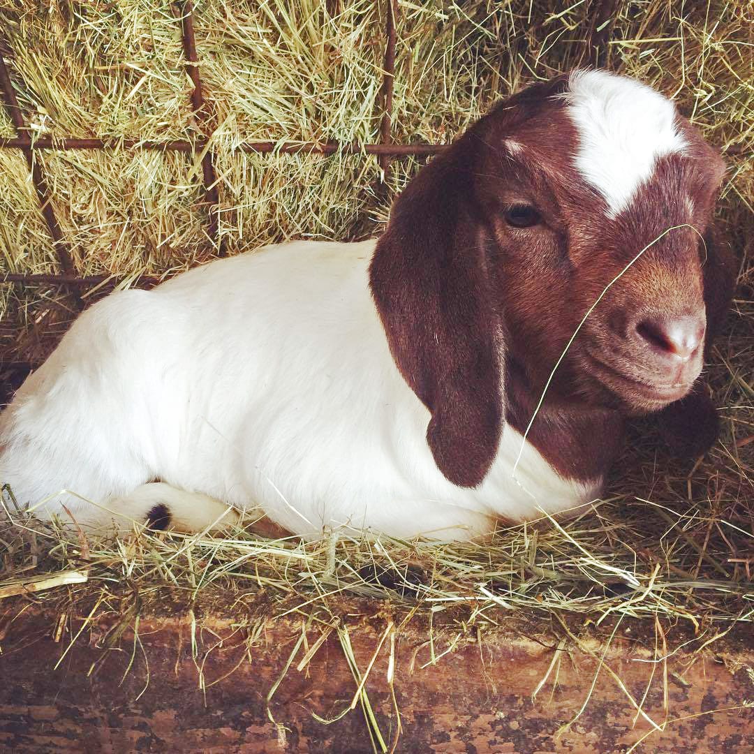 11235288_10101899632343548_8337100725321954095_o