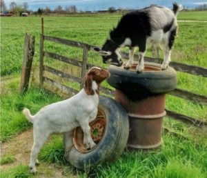 Jobs Goats Do