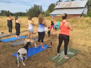 Goat Yoga Birthday Celebration