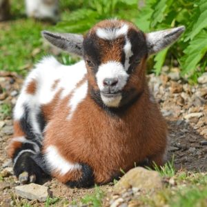 Healthy and Happy Goat