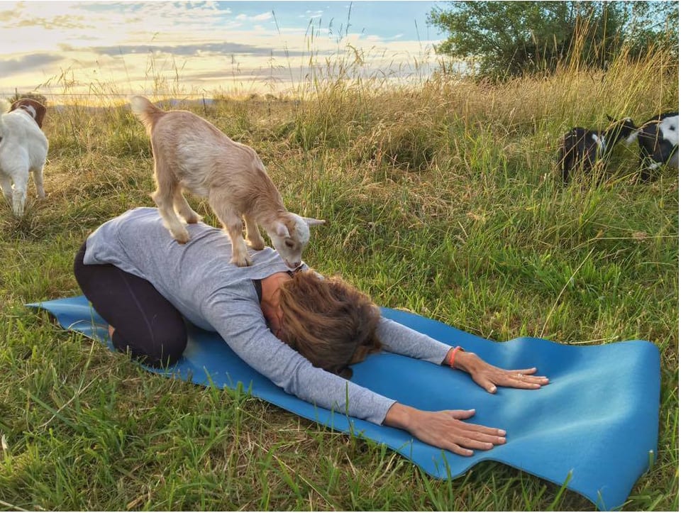 Why Baby Goat Yoga Isn't Sustainable  Original Goat Yoga™ & Goat Happy  Hour®