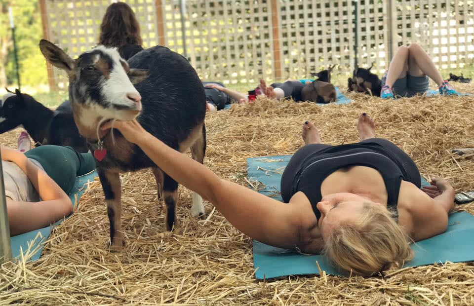 WHAT IS GOAT YOGA?