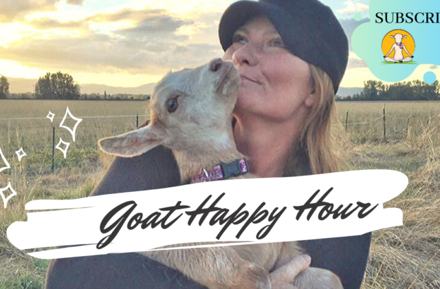 Goat Happy Hour