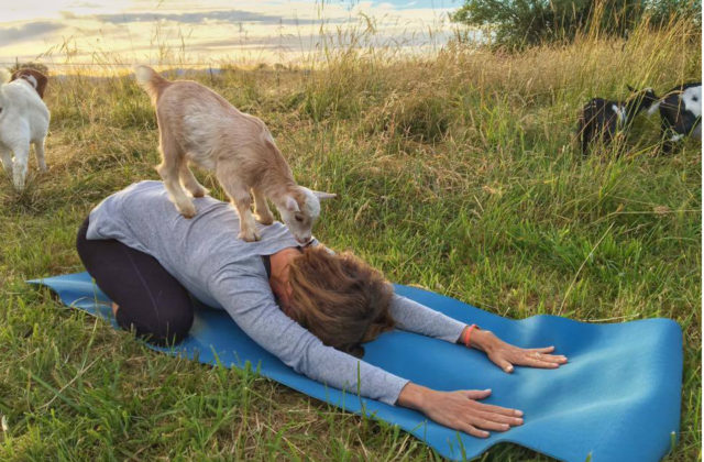 The first goat yoga class