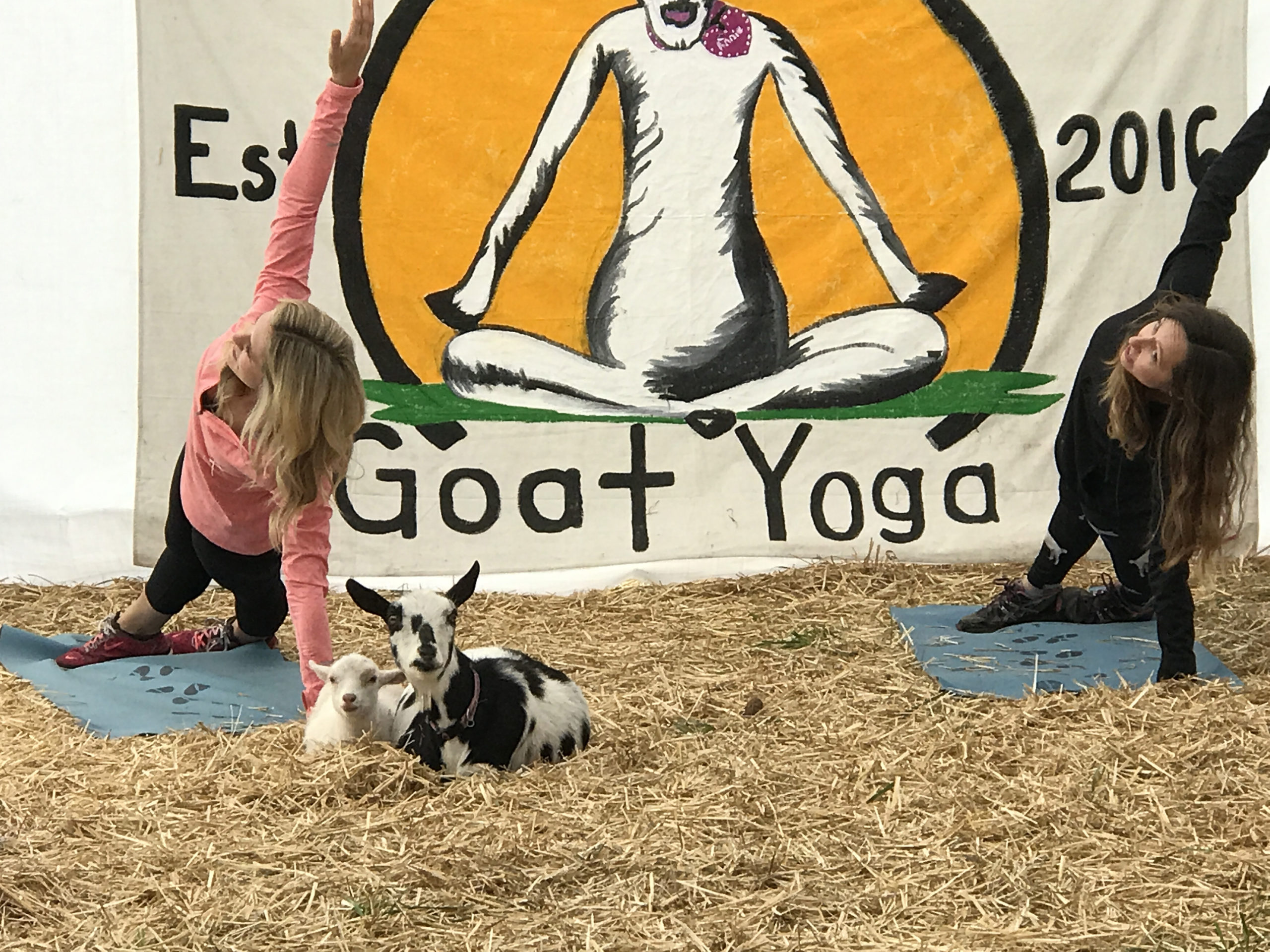 Original Goat Yoga 2020 Fitness Trend