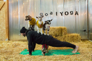 Goat Yoga in Entrepreneur Magazine