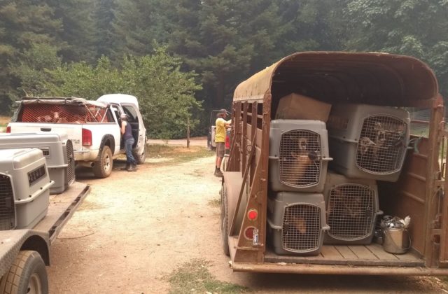 goats rescued from wildfire