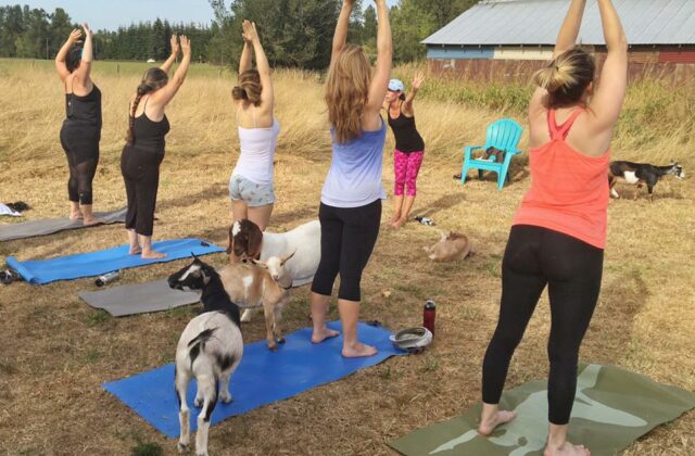 Original Goat Yoga at No Regrets Farm