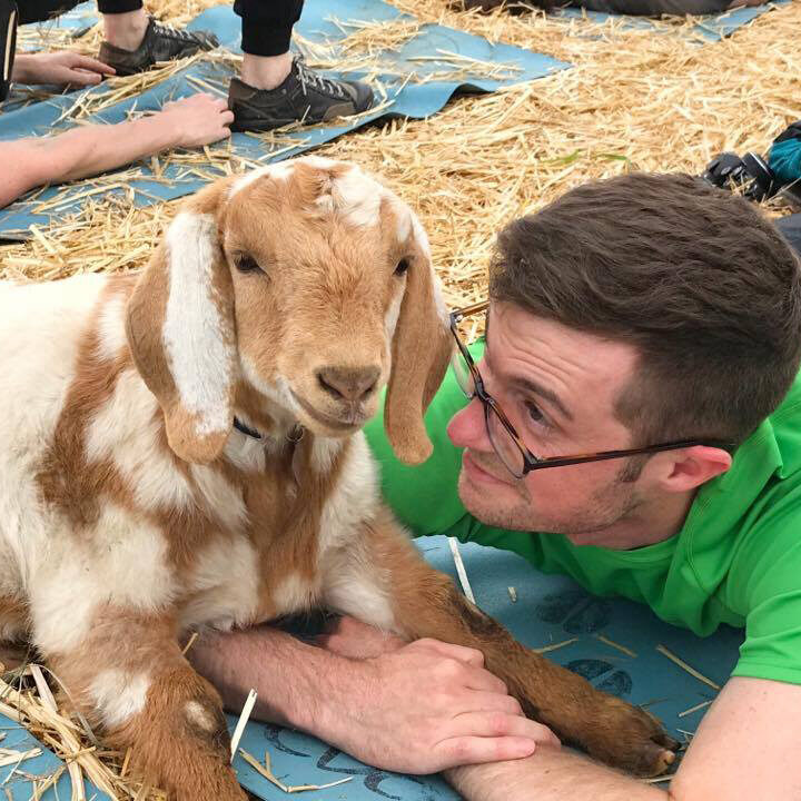 Man doing yoga with goats